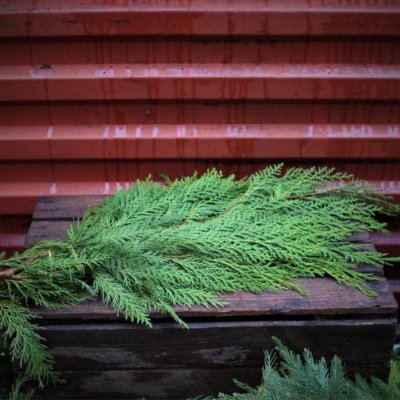 Cypress Grön Bunt 400-500gr