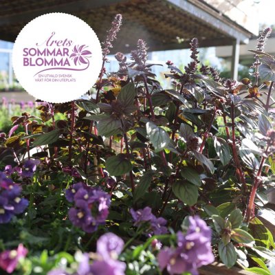 Årets sommarblomma 2025 - Blomsterbasilika