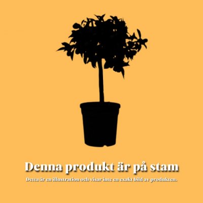 Småcitrus/Mandarin
