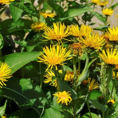 Inula helenium, Ålandsrot, P9cm