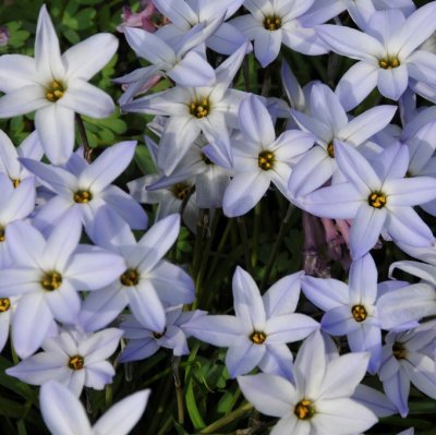 Vårlilja Ipheion uniflorum 20st