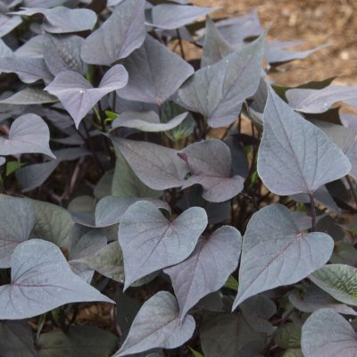Batata Ipomoea Sweet Caroline Purple, stickling 2-pack