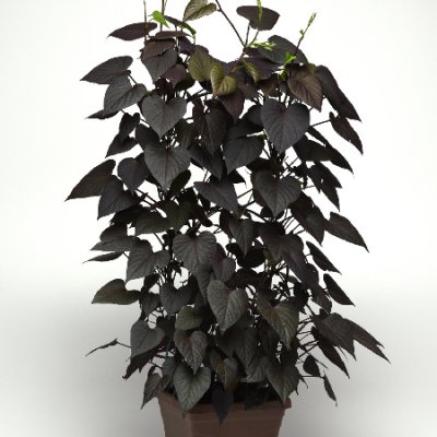 Batata Ipomoea SolarTower™ Black, stickling 3-pack