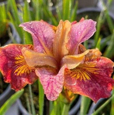 Iris sibirica Peacock Paprikash ®, Rabattiris