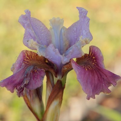 Iris sibirica Peacock Cherry Fling ®, Rabattiris, P9cm