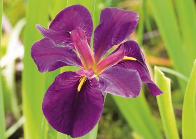 Iris louisiana Black Gamecock, Louisiana Iris, P9cm