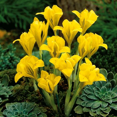 Vintergäcksiris Iris danfordiae 15st