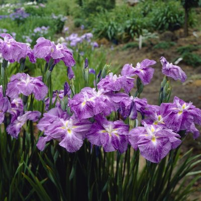 Iris ensata Crystal Halo, Japansk Iris, P9cm
