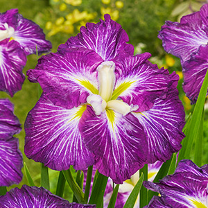 Japansk Iris - Iris ensata Dinner Plate ™ Jell-O
