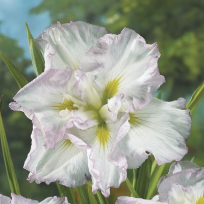 Iris ensata Lady in Waiting, Japansk Iris