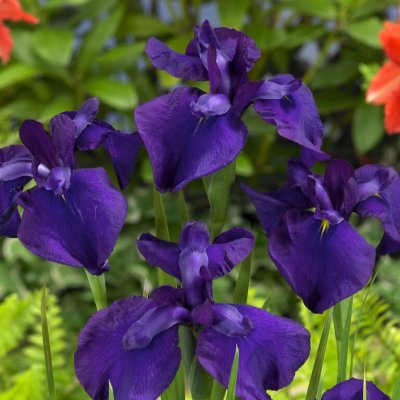 Iris ensata Loyalty, Japansk Iris, P9cm