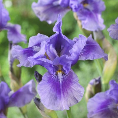 Iris Trädgård Bedtime Story´s 1st