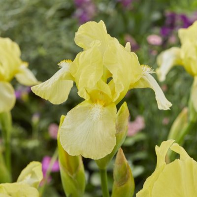 Iris germanica Blessed Again, Trädgårdsiris