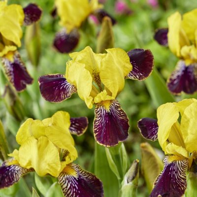 Iris germanica Bumblebee Deelite