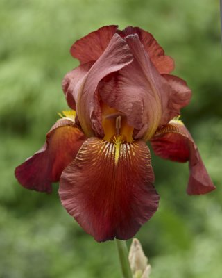 Iris Trädgård Caldron 1st