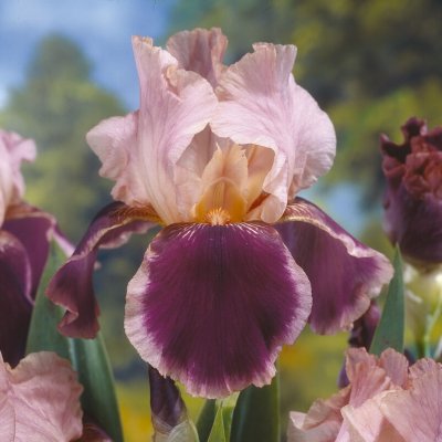 Iris Trädgård Christmas Carol 1st