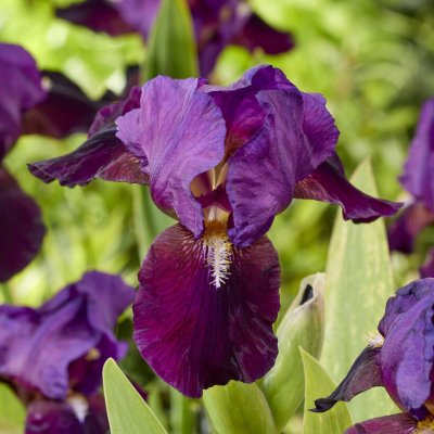 Iris germanica In a Flash