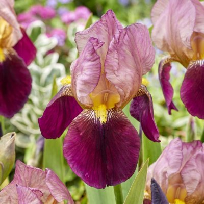 Iris germanica Indian Chief, Trädgårdsiris
