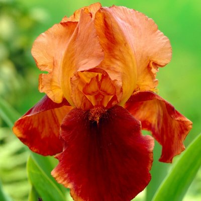 Iris Trädgård Natchez Trace 1st