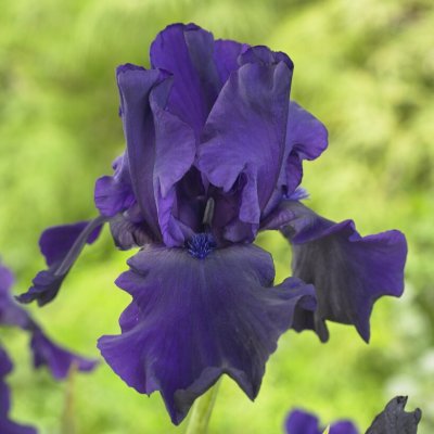 Iris germanica Storm Center, Trädgårdsiris