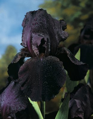 Iris germanica Swahili, Trädgårdsiris