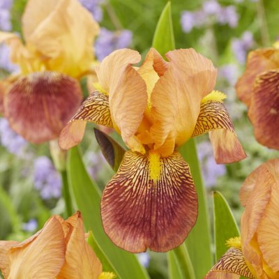Iris germanica Howard Weed