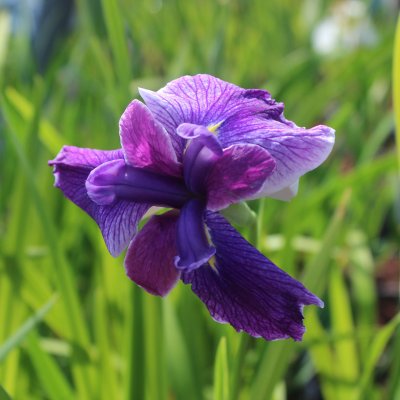 Iris kaempferi, Iris, P9cm