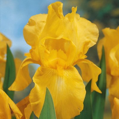Iris germanica Ola Kala, Trädgårdsiris, P9cm