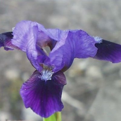 Iris pumila Brannigan, Småiris, P9cm
