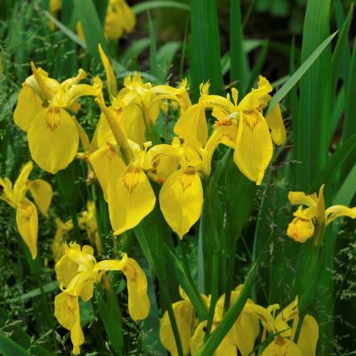 Iris pseudacorus, Svärdslilja, SQ1