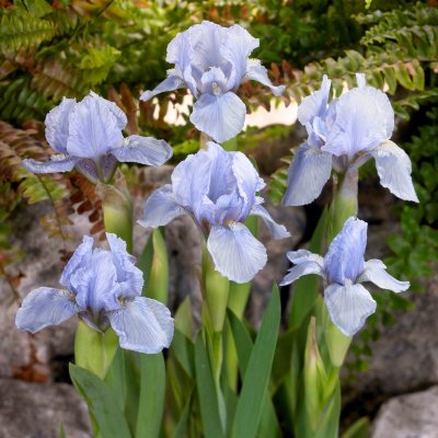 Iris pumila Blue Denim, Småiris, P9cm