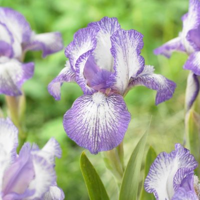 Iris pumila Petite Polka, Småiris, P9cm