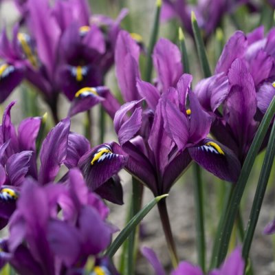 Iris reticulata Purple Hill