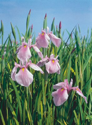 Iris laevigata Rose Queen, Glansiris, P9cm
