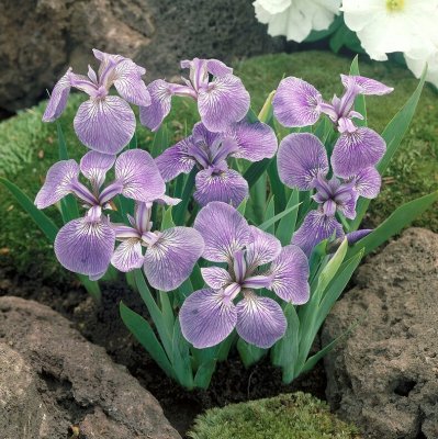 Iris setosa, Tuviris, P9cm