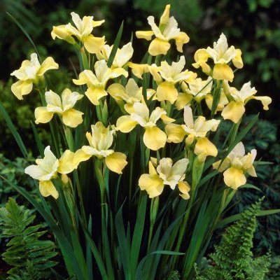 Iris sibirica Butter and Sugar, Rabattiris, P11cm