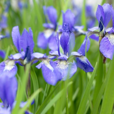 Iris sibirica Caesar´s Brother, Rabattiris