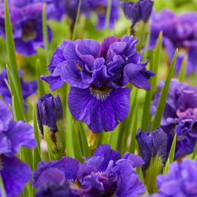 Iris sibirica Concord Crush