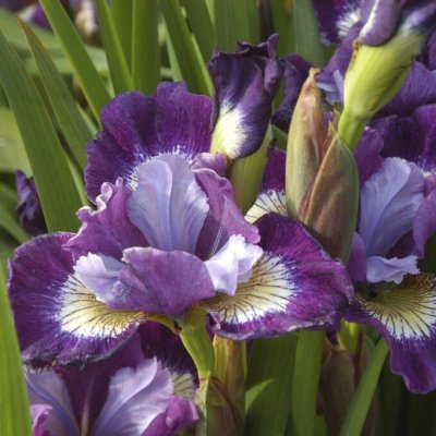 Iris sibirica Contrast in Styles, Rabattiris