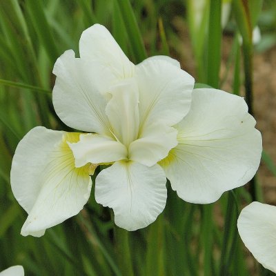 Iris sibirica Gull´s Wing, Rabattiris, P9cm