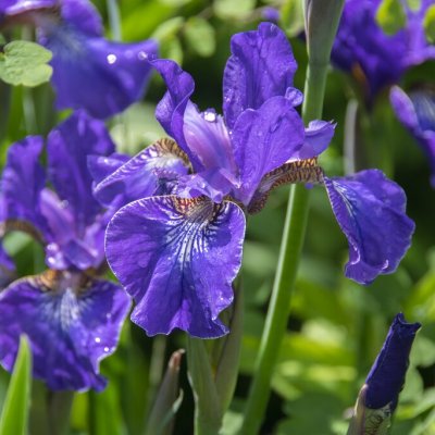 Iris sibirica Hubbard, Rabattiris, P9cm