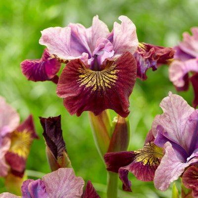 Iris sibirica Miss Apple, Rabattiris, P9cm