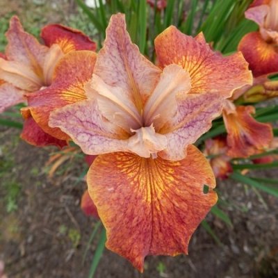 Iris sibirica Peacock Paprikash ®, Rabattiris, P11cm