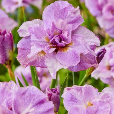 Iris sibirica Pink Parfait, Rabattiris, P11cm