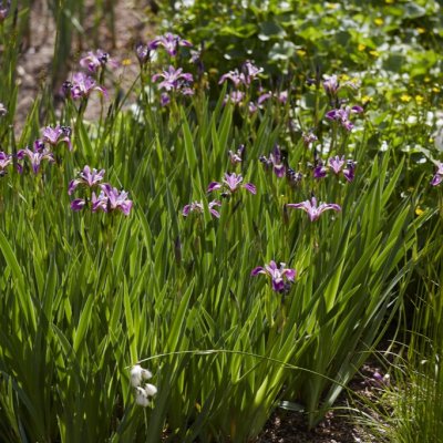 Iris versicolor Kermesina