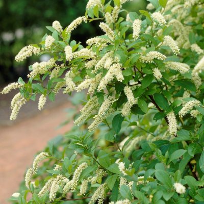 Itea virginica Henry´s Garnet, Itea, 40-45 C3