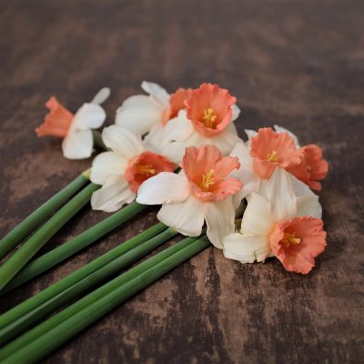 Tulpan & Narciss Mix Peachy Dream 30st