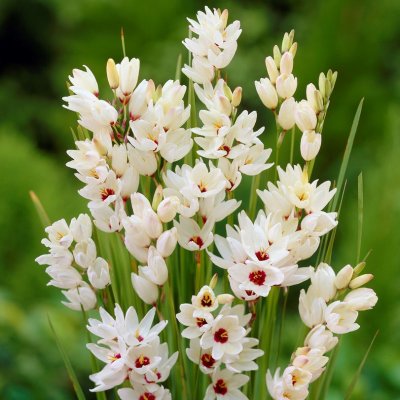 Ixia Giant 20st