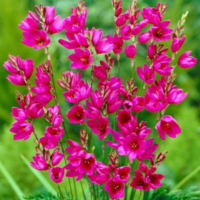 Ixia Mabel 20st