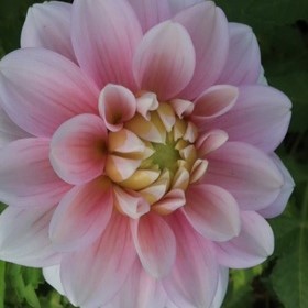 Dahlia Dekorativ Izzy 1st - Dahlia x pinnata izzy